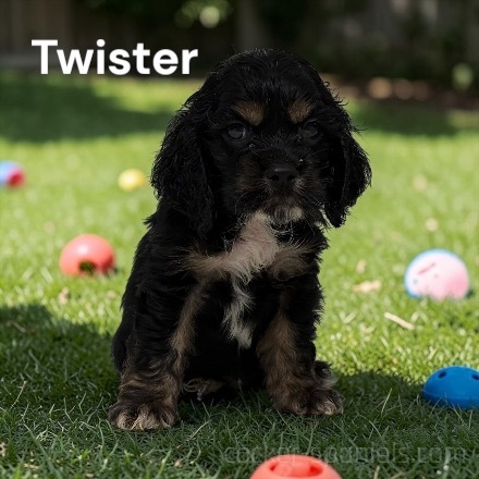puppy, for, sale, Cocker Spaniel, Joe & Cherri  Overlease, dog, breeder, Miller, MO, dog-breeder, puppy-for-sale, forsale, nearby, find, puppyfind, locator, puppylocator, aca